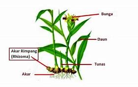 5 Contoh Tumbuhan Stolon